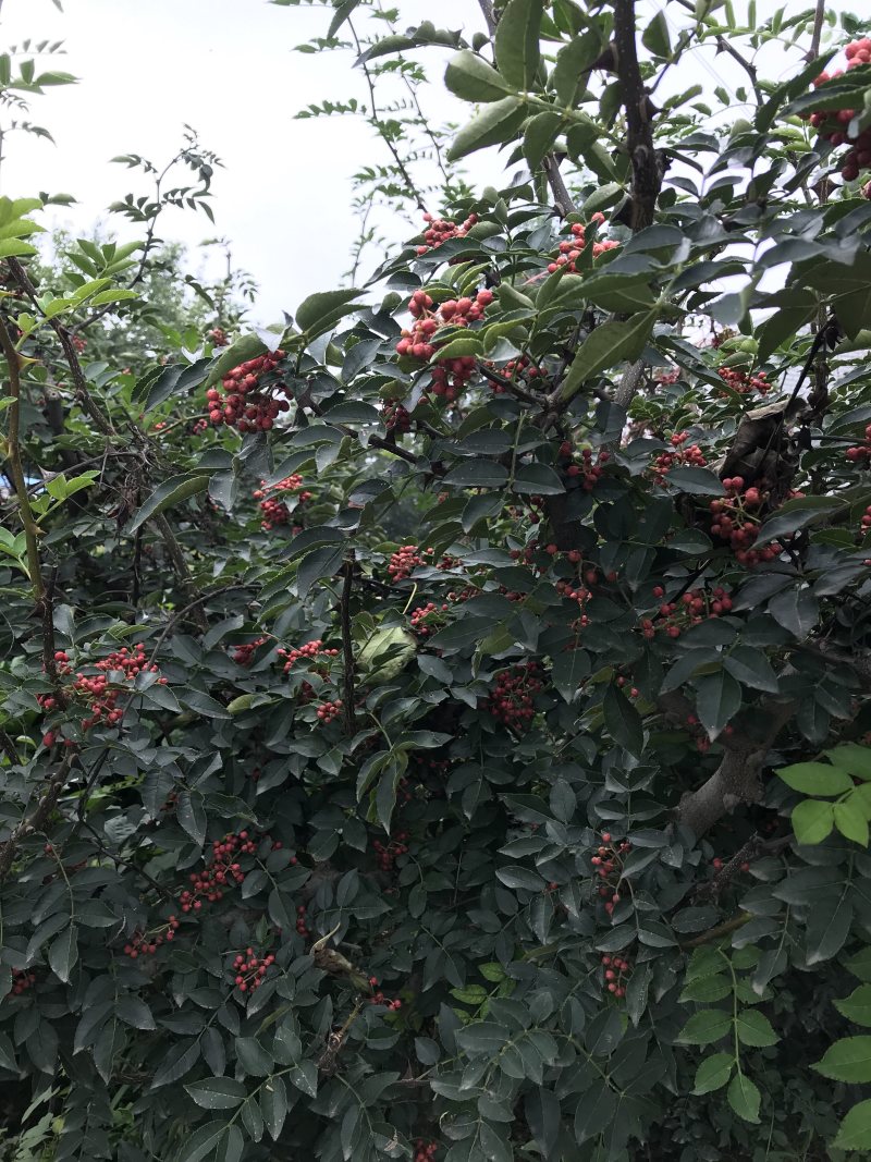 花椒