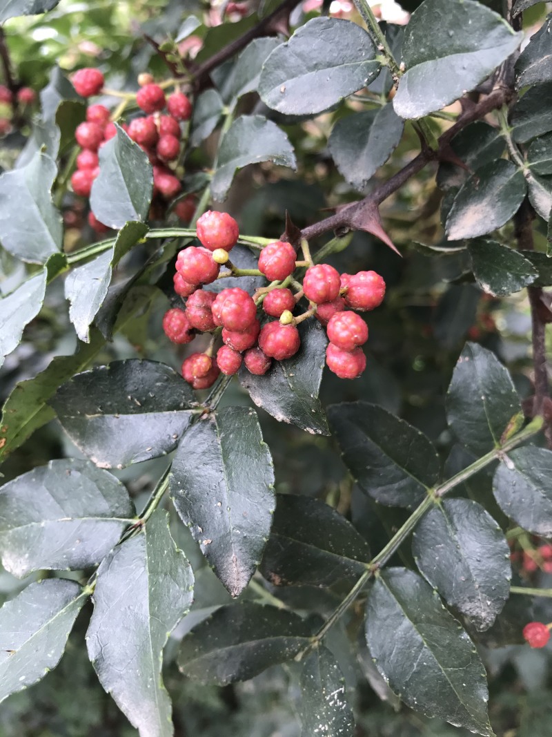 花椒