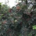 花椒