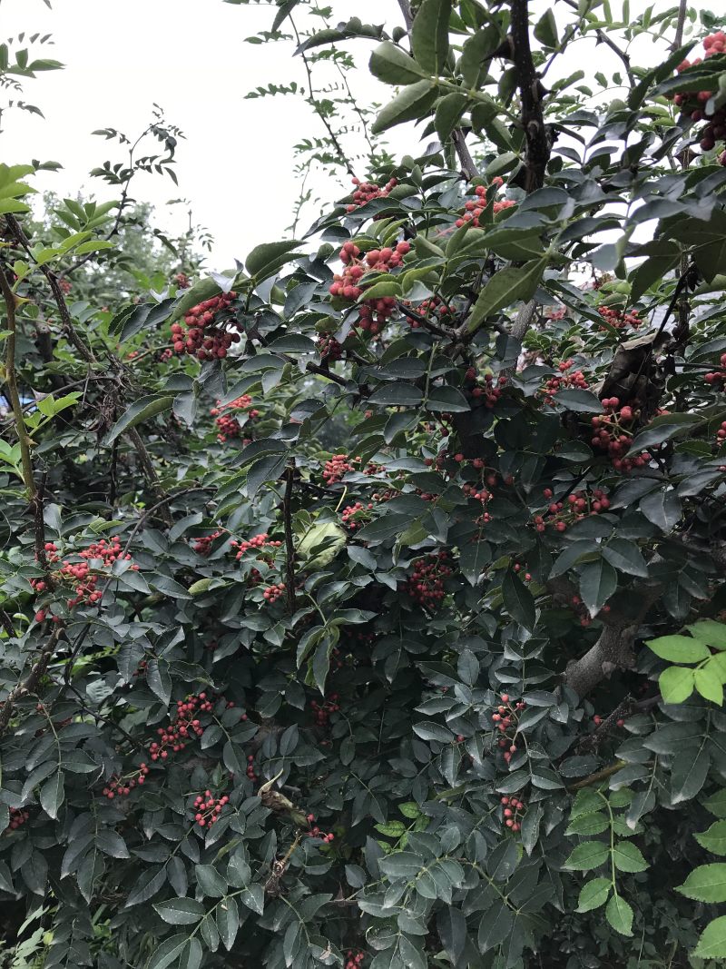 花椒