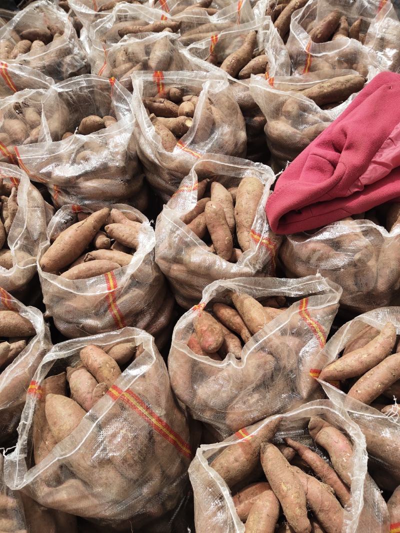 【有好货】莒南济薯26黄心3两以上加工薯大量供应产地直发