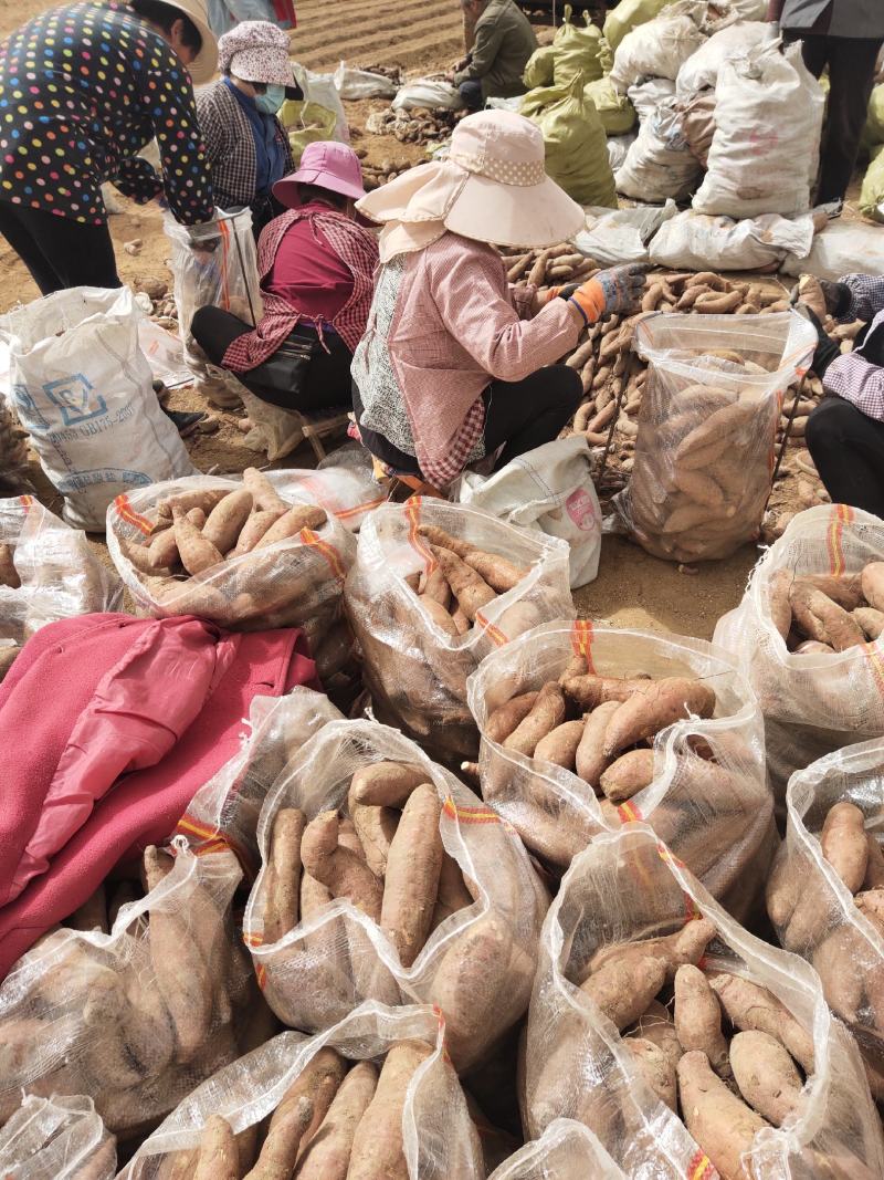 【有好货】莒南济薯26黄心3两以上加工薯大量供应产地直发