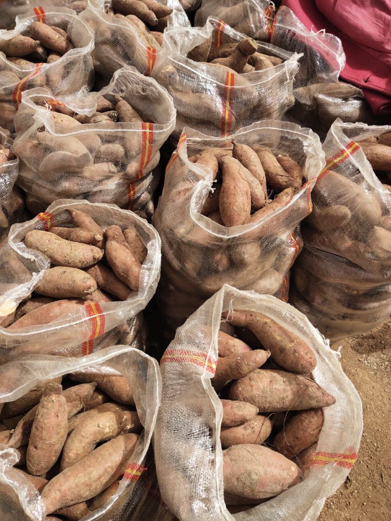 【有好货】莒南济薯26黄心3两以上加工薯大量供应产地直发