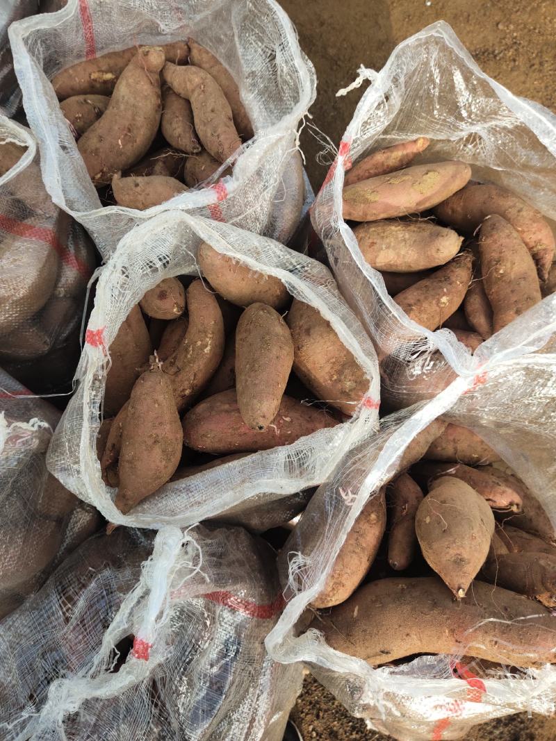 【有好货】莒南济薯26黄心3两以上加工薯大量供应产地直发