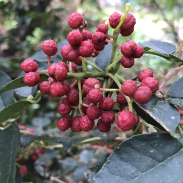 花椒