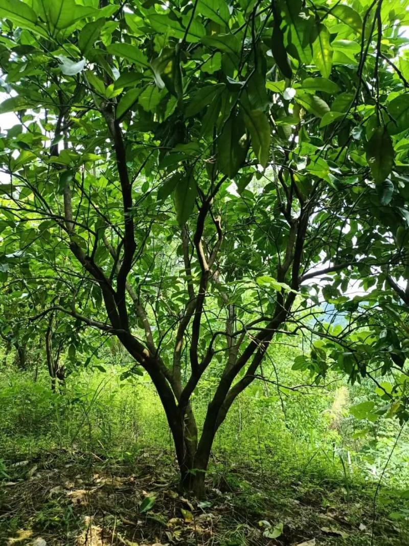 柚子广西桂林苗木基地，常年供应柚子树3/5米冠，欢迎订购