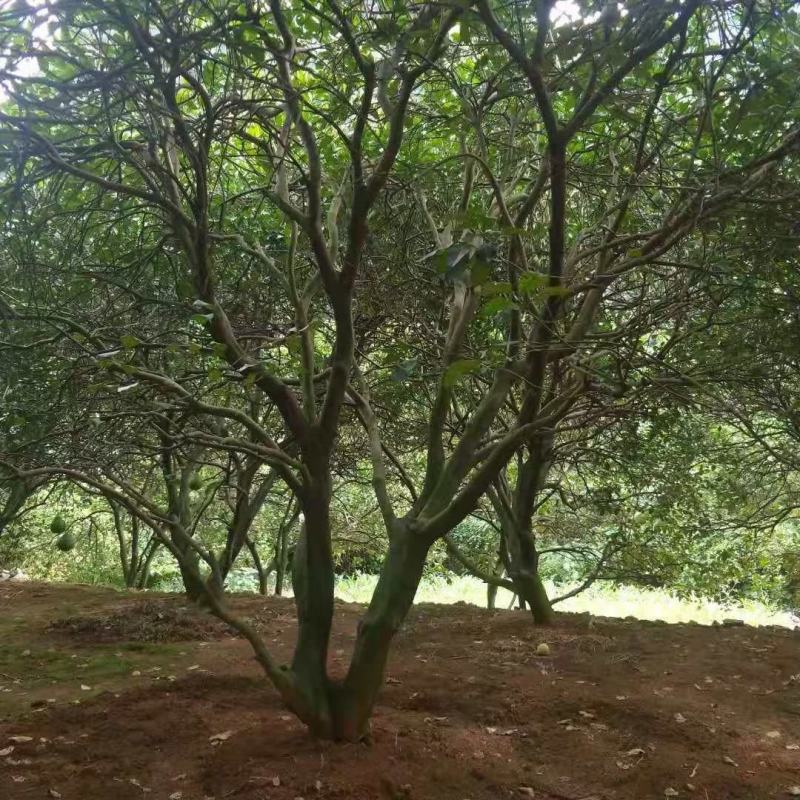 柚子广西桂林苗木基地，常年供应柚子树3/5米冠，欢迎订购