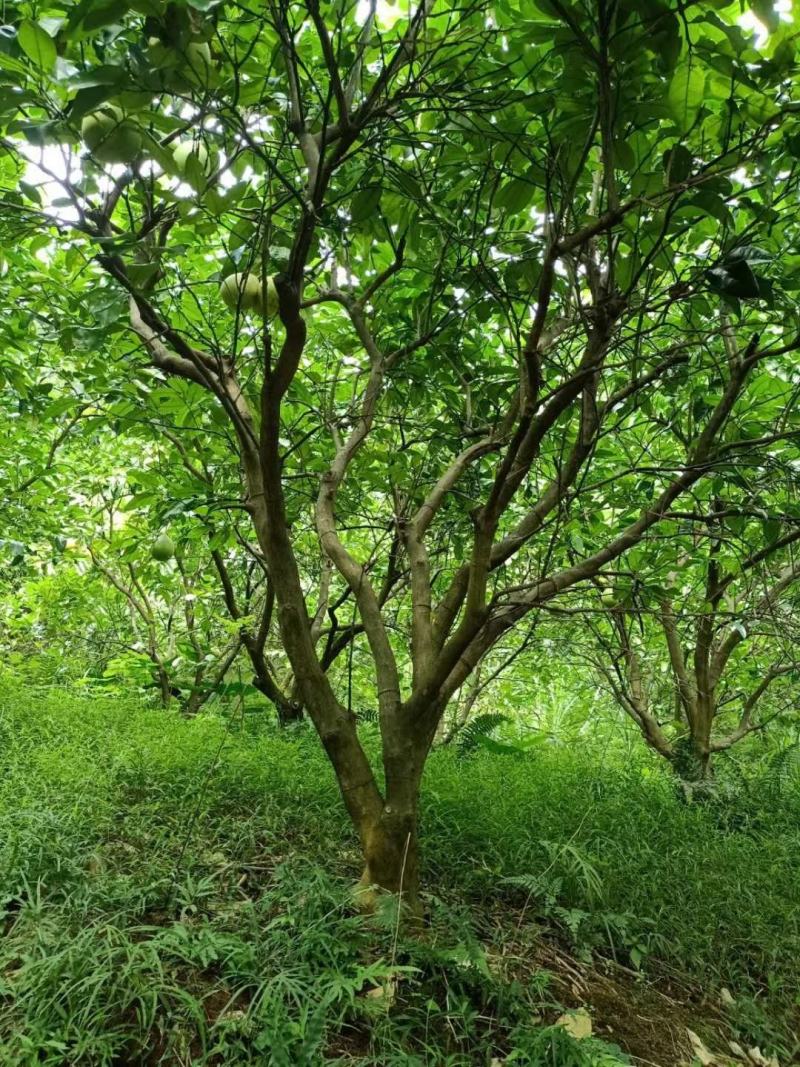 柚子广西桂林苗木基地，常年供应柚子树3/5米冠，欢迎订购