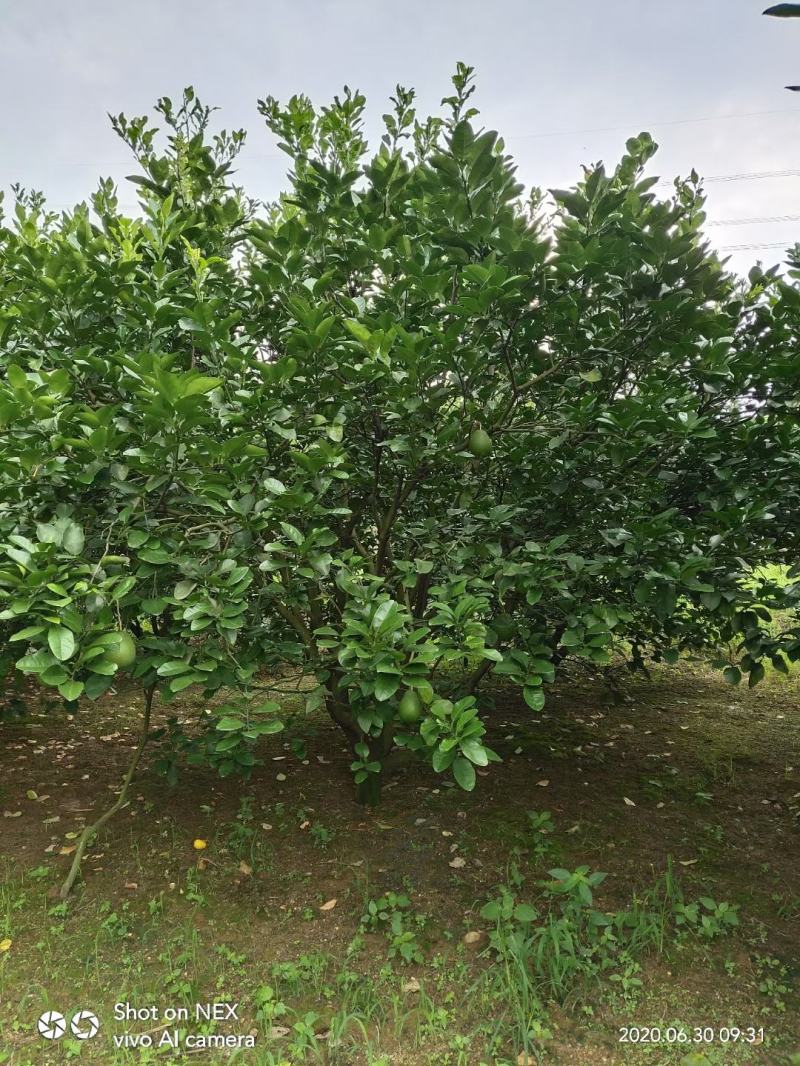 柚子广西桂林苗木基地，常年供应柚子树3/5米冠，欢迎订购