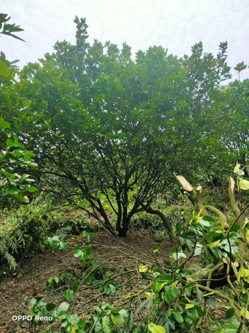 柚子广西桂林苗木基地，常年供应柚子树3/5米冠，欢迎订购