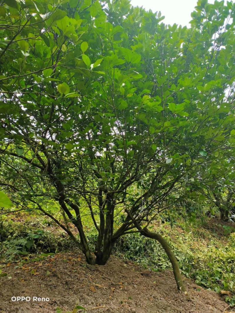 柚子广西桂林苗木基地，常年供应柚子树3/5米冠，欢迎订购