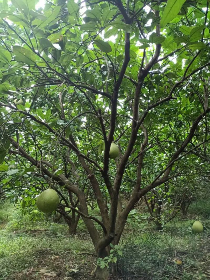 柚子广西桂林苗木基地，常年供应柚子树3/5米冠，欢迎订购