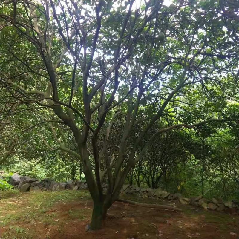 柚子广西桂林苗木基地，常年供应柚子树3/5米冠，欢迎订购