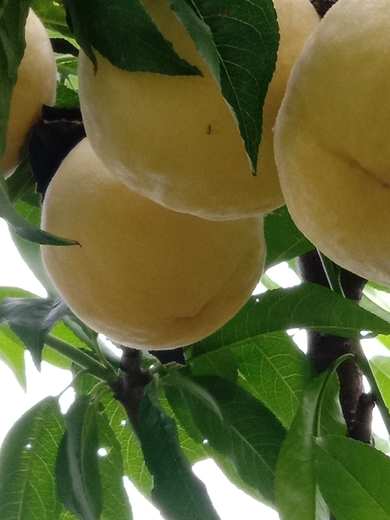 永连蜜桃七号个头大甜度高