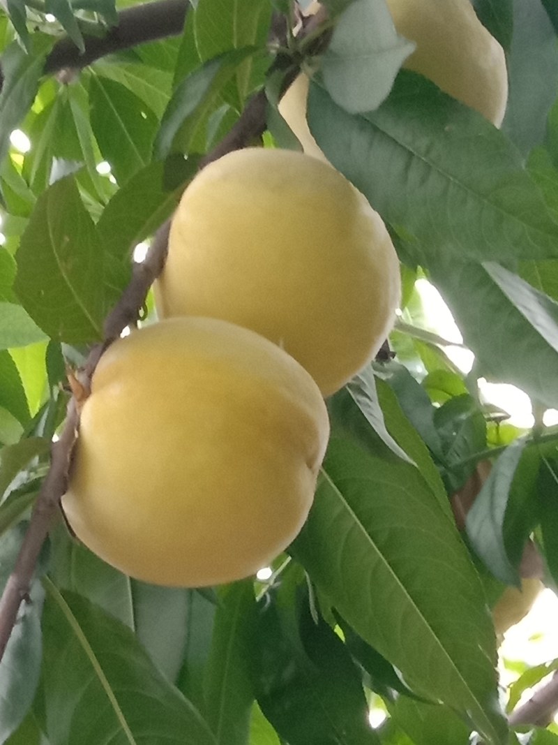 永连蜜桃七号个头大甜度高