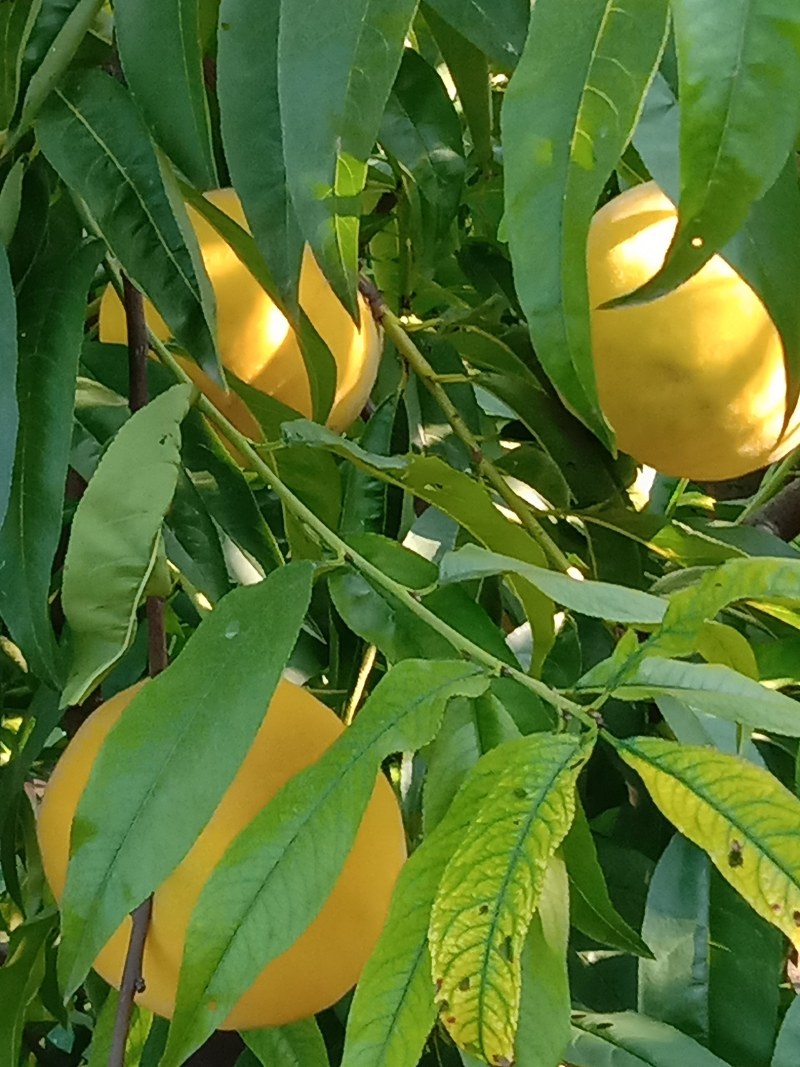 永连蜜桃七号个头大甜度高