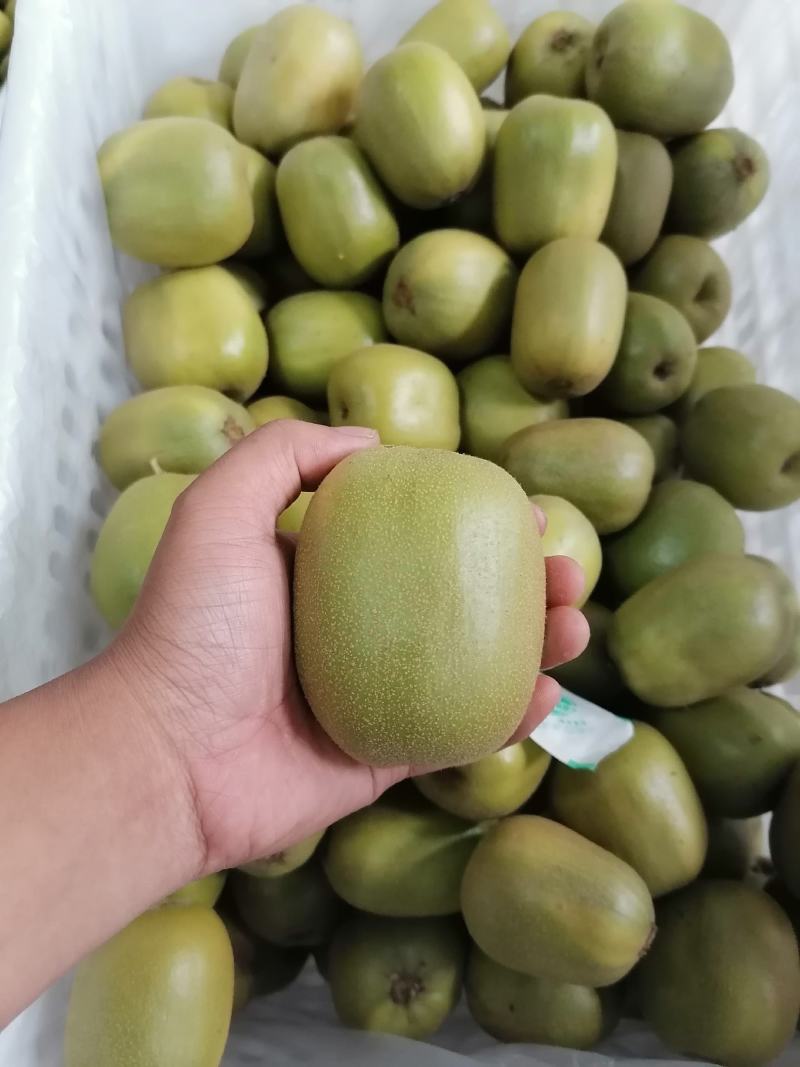 蒲江产地红心猕猴桃电商果，市场货，大量批发代办，诚信第一