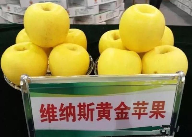 维纳斯黄金苹果苗，保品种，包技术，保成活，一棵也批发