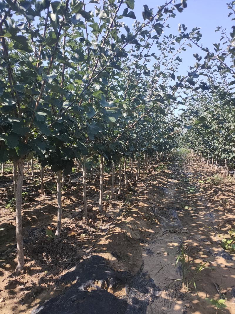 3公分山楂树，保成活，成活率95%以下，免费补苗