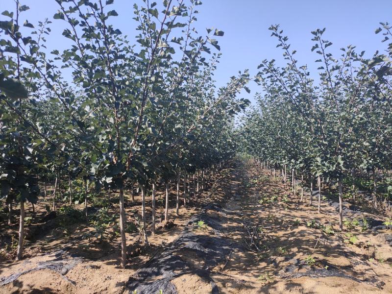 3公分山楂树，保成活，成活率95%以下，免费补苗