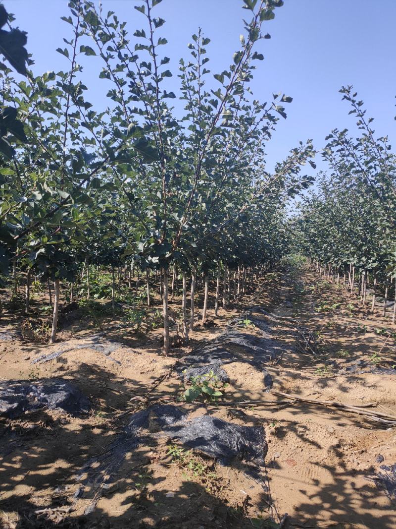 3公分山楂树，保成活，成活率95%以下，免费补苗