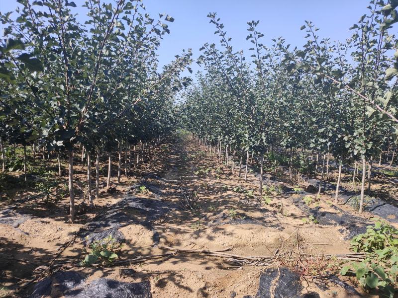 3公分山楂树，保成活，成活率95%以下，免费补苗