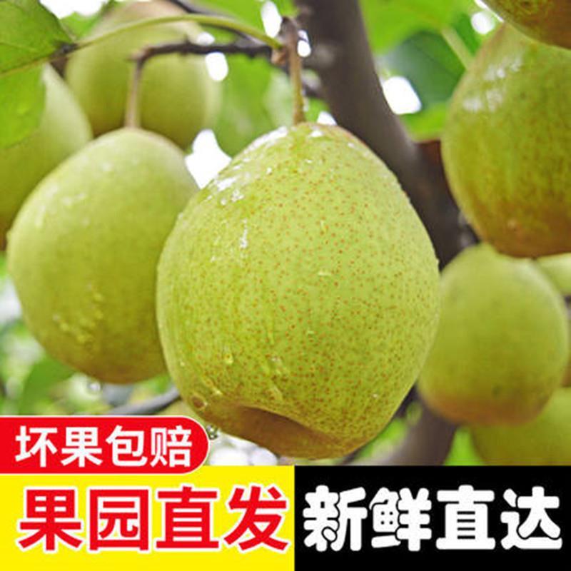 魏县鸭梨，一件代发纸箱加托快递包邮，日供应一万件能开发票