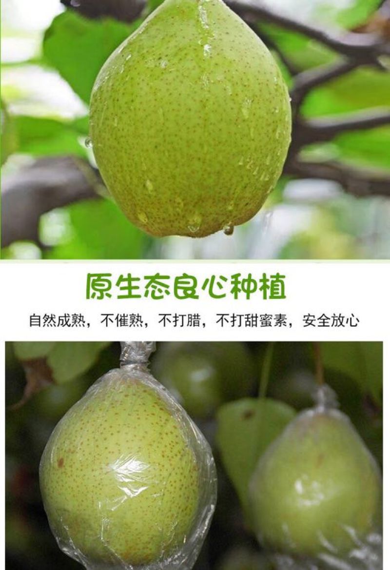 魏县鸭梨，一件代发纸箱加托快递包邮，日供应一万件能开发票