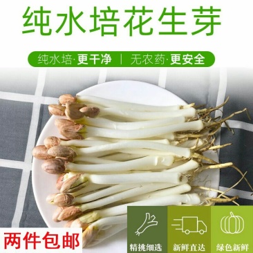 芽苗类好手艺花生芽，现挖水培花生芽苗菜