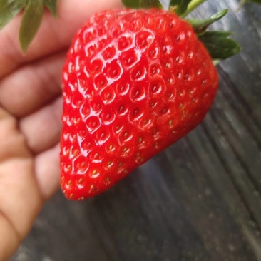 红柚天香草莓苗品种保证可签订合同脱毒苗成活率高