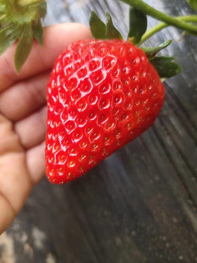 红柚天香草莓苗品种保证可签订合同脱毒苗成活率高