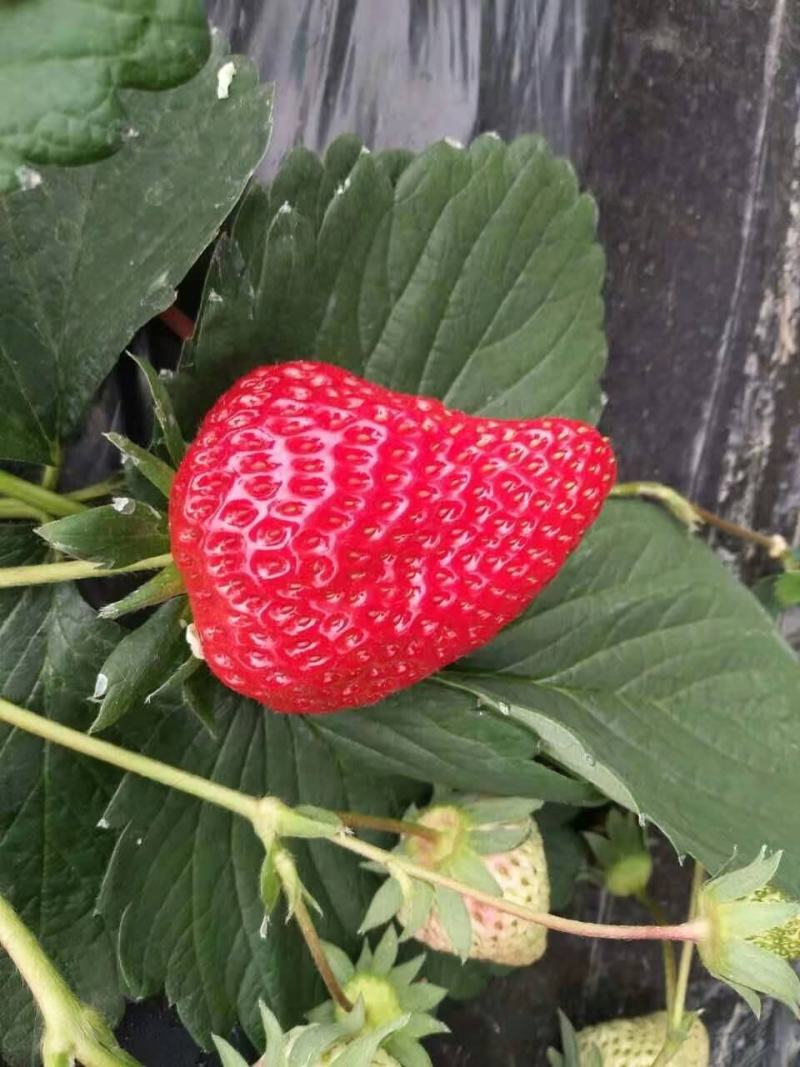 红柚天香草莓苗品种保证可签订合同脱毒苗成活率高