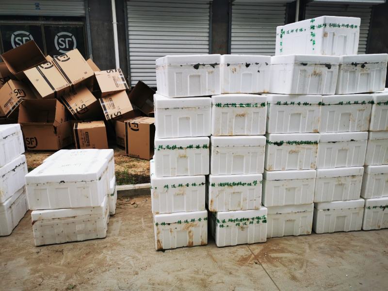 红柚天香草莓苗品种保证可签订合同脱毒苗成活率高