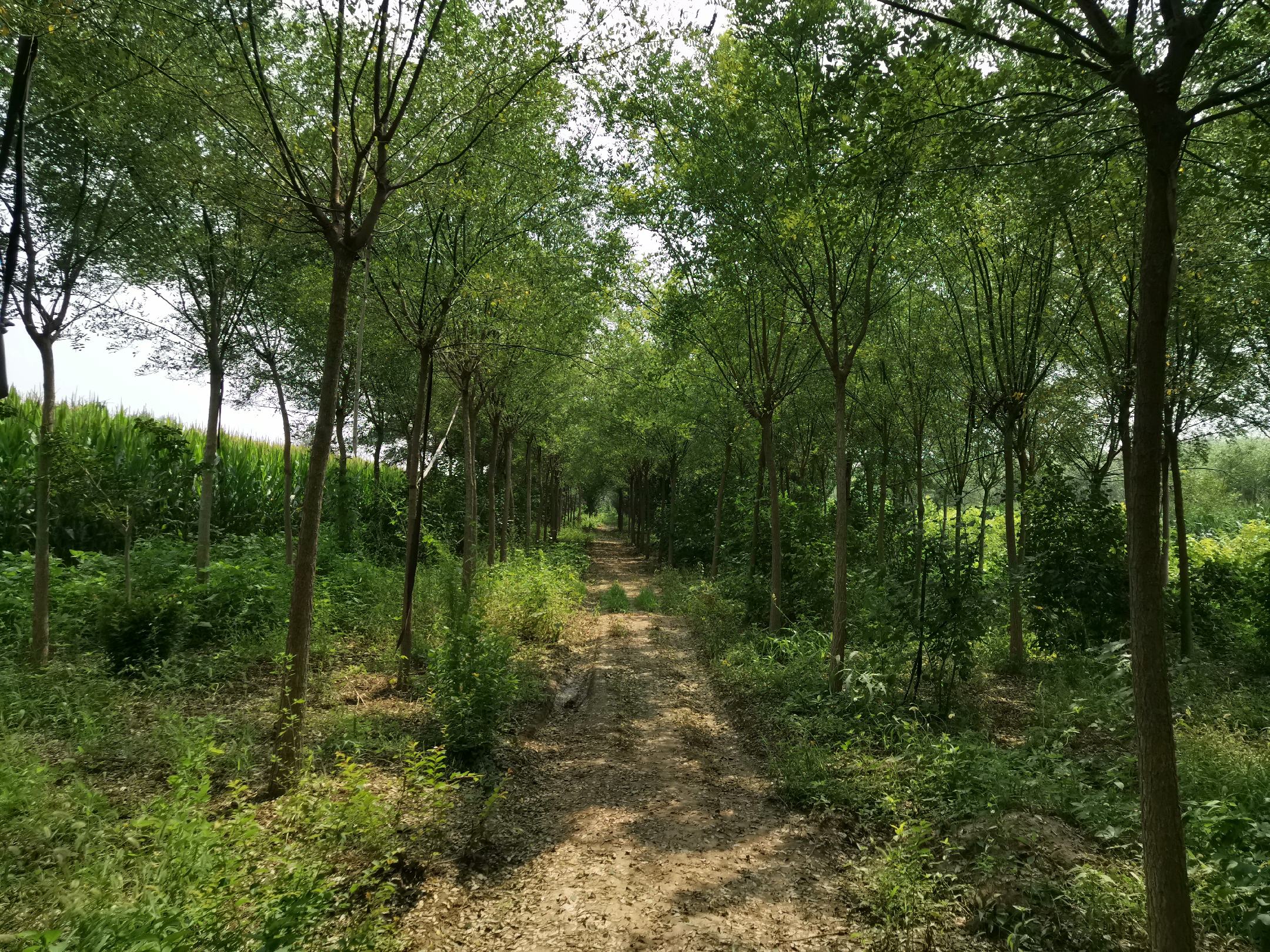 一棵高大的国槐树矗立在城市街道旁,树冠浓密呈伞形,阳光透过树叶洒下斑驳光影,地面上铺满落叶,周围有行人走过,体现其在城市环境中的广泛应用 国槐全貌展示