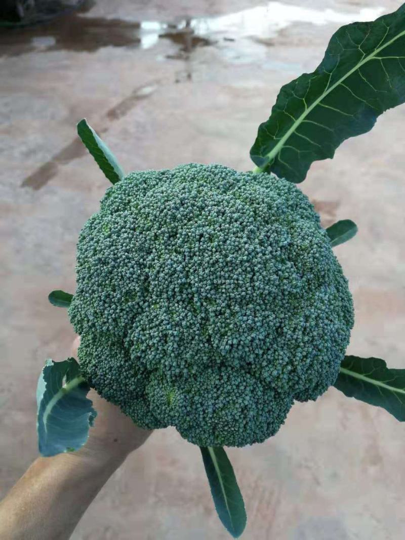 西兰花，壮苗优质苗，我们不仅育好苗更致力于为农友们选好种