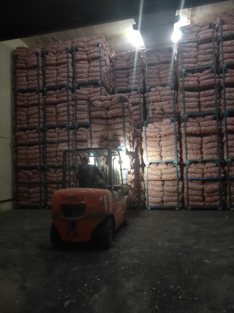 供应蒜米料，全年为各地蒜米厂发货，保证质量日发货百吨以上