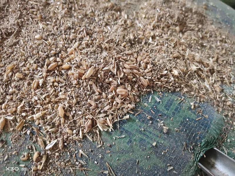 【碎小麦】河北厂家直销碎小麦鸡鸭鹅可食麦漏麦土