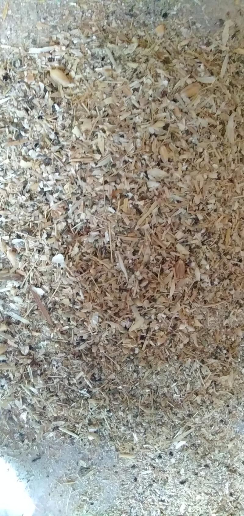 【碎小麦】河北厂家直销碎小麦鸡鸭鹅可食麦漏麦土