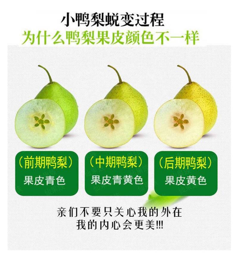魏县鸭梨，一件代发纸箱加托快递包邮，日供应一万件能开发票