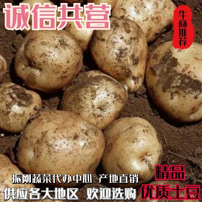 河南开封黄心土豆产地直供大量有货，量大从可视频看货！
