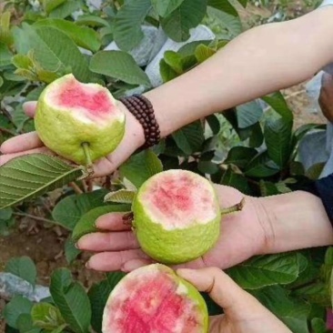 四季番石榴苗台湾芭乐红肉苗白肉苗当年结果嫁接番石榴树苗