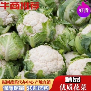 精品松花菜大量上市河南产地直供质量保证对接商超