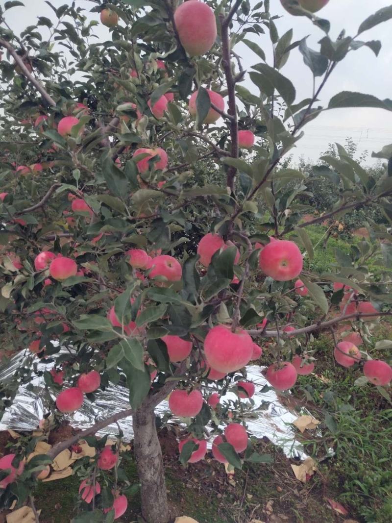 红嘎啦苹果大量上市，需要的速与我联系