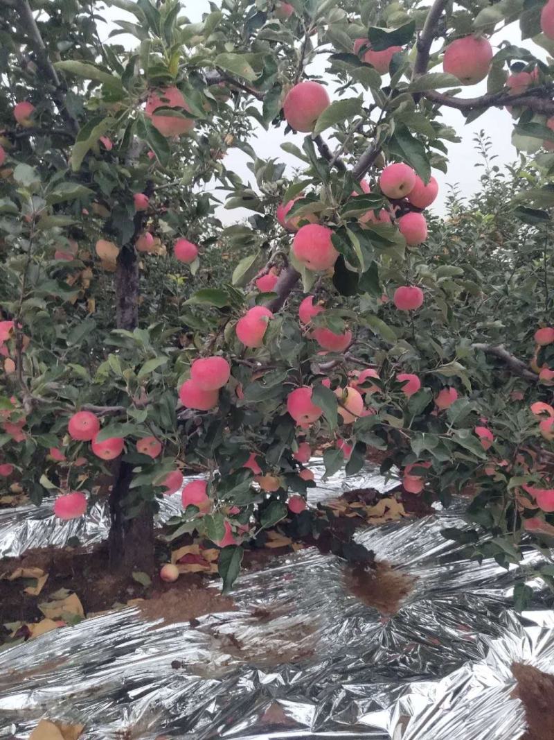 红嘎啦苹果大量上市，需要的速与我联系