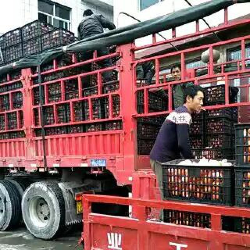 湖南椪柑光果，果形好，味道甜颜色红，肉嫩易化渣