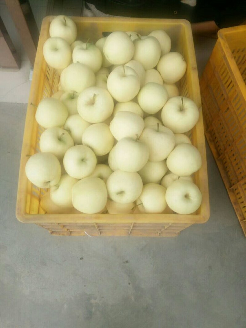 （黄金帅）市场走量通货优质元帅系列苹果，口感脆甜爽口。