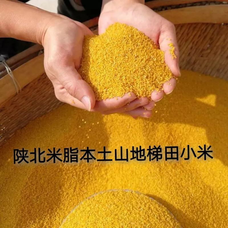 （陕北米脂农家小米）米脂小米月子米宝宝米，农家精选小米，
