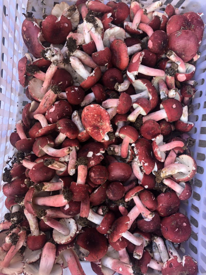 新鲜红菇，野生红菇每天配送龙岩地区