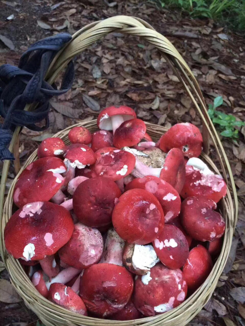 新鲜红菇，野生红菇每天配送龙岩地区