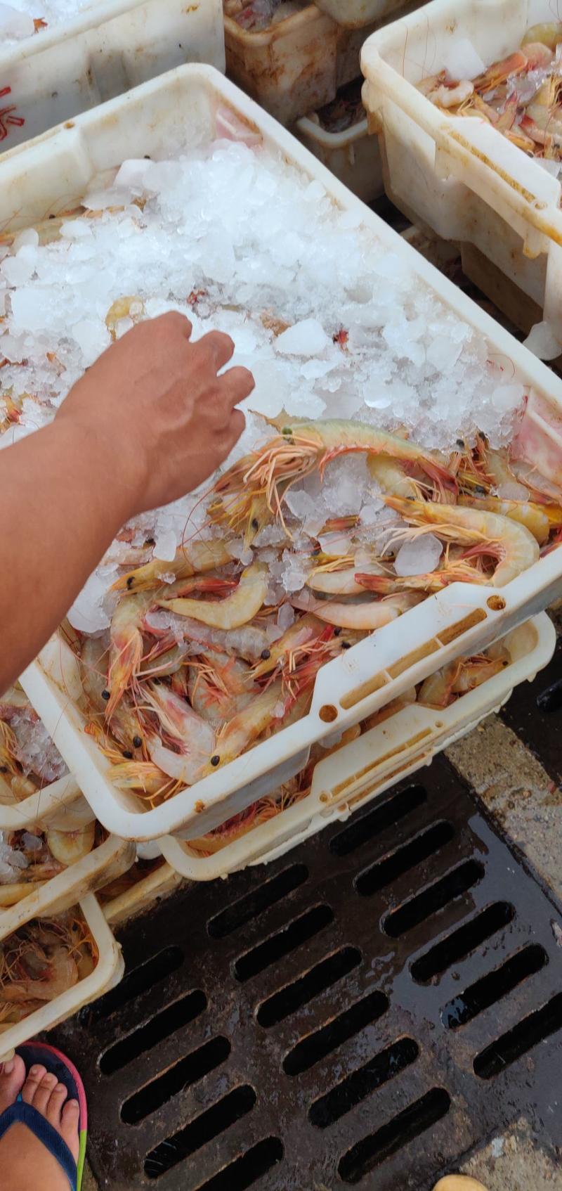 北部湾明虾，一晚海的新鲜明虾，开海了大量海鲜上市
